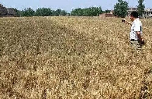 論土(tǔ)壤修複的突破點！