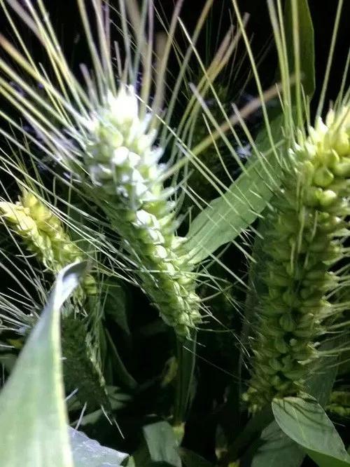 論土(tǔ)壤修複的突破點！