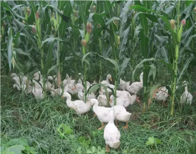 世界生(shēng)态農業典範——這6個國(guó)家的生(shēng)态農業做絕了