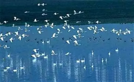 【科(kē)普】生(shēng)物多樣性及其研究意義