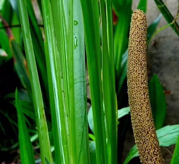 濕地植物篇——菖蒲
