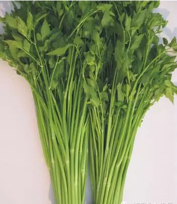 濕地植物篇——水芹