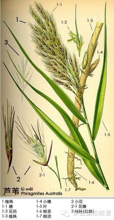 濕地植物篇——蘆葦