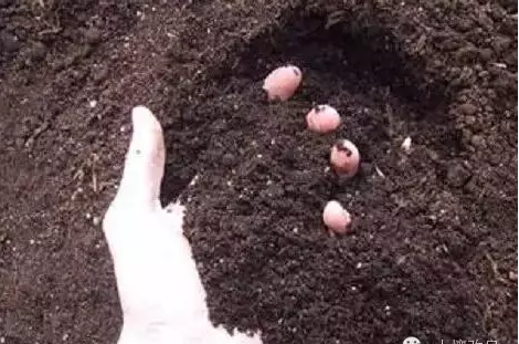 微生(shēng)物肥料是土(tǔ)壤生(shēng)态修複的“主力軍”