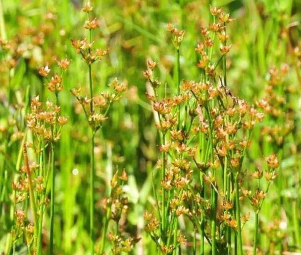 濕地植物篇——燈心草