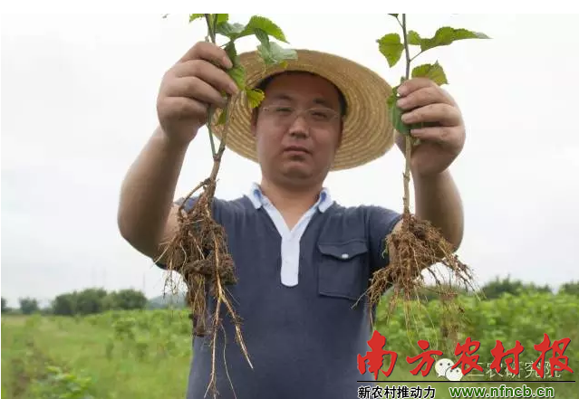 重金屬污染耕地如(rú)何種出安全作(zuò)物